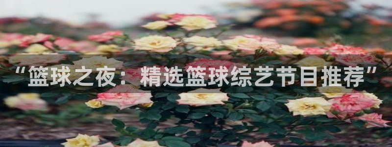 “篮球之夜：精选篮球综艺节目推荐”