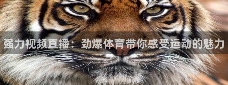 强力视频直播：劲爆体育带你感受运动的魅力